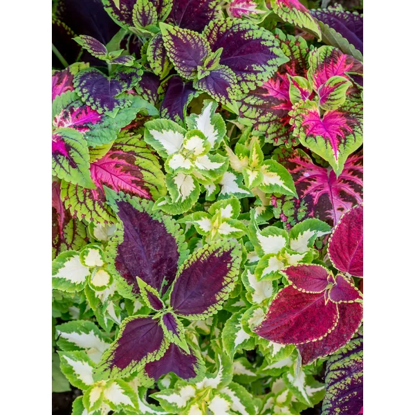 Díszcsalán COLEUS CS12