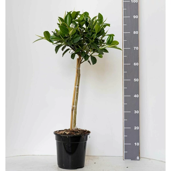 Fikusz FICUS AUSTRALIS TÖRZSES K5