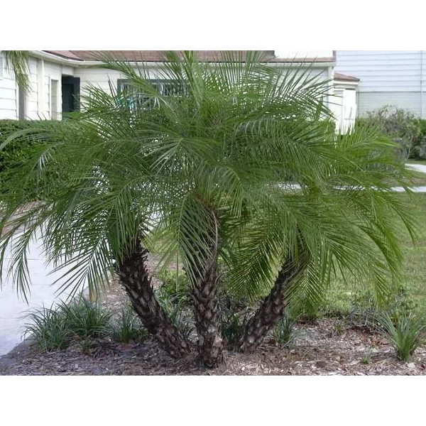 Törpe datolyapálma PHOENIX ROEBELINII K8