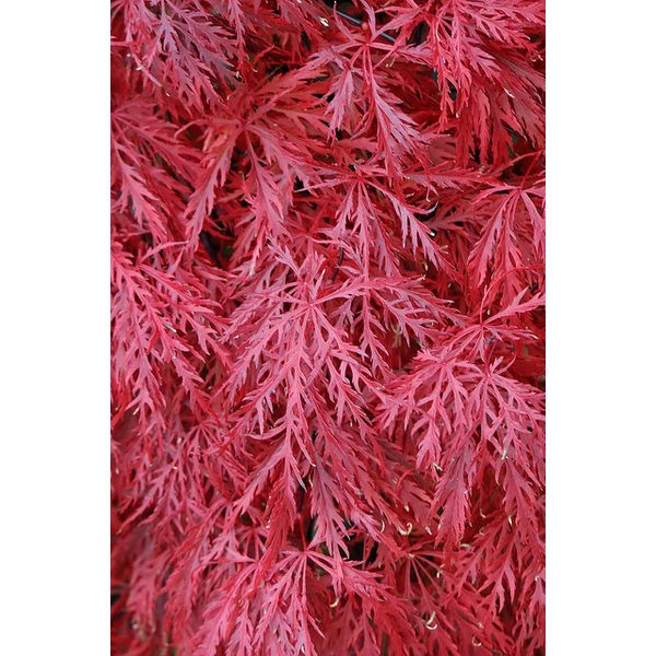 Szeldeltlevelű japán juhar  ACER PALMATUM DISSECTUM 40/50 K5