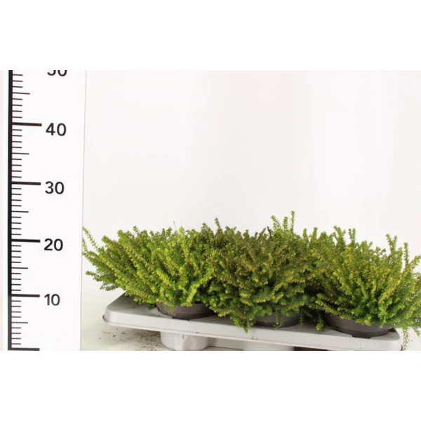 Alpesi hanga   ERICA DARLEYENSIS 25CM CS13