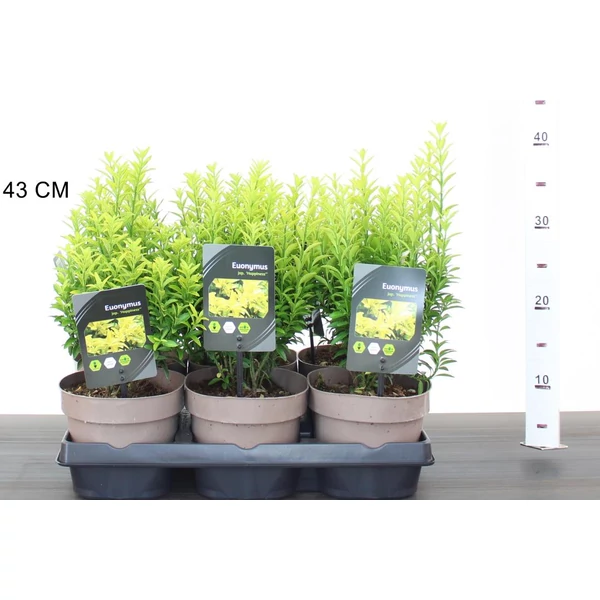 Japán kecskerágó EUONYMUS JAPONICUS HAPPINESS 20/25 CS15