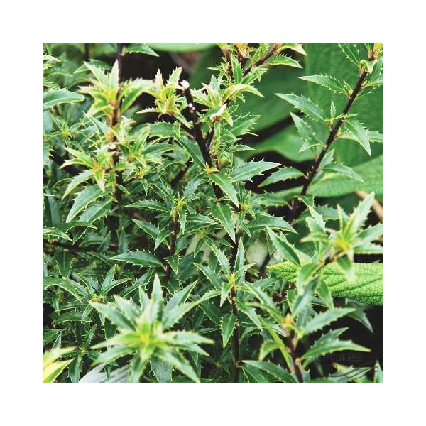 Mirtusz levelű magyal  ILEX AQUIFOLIUM MYRTIFOLIA 20/25 K2