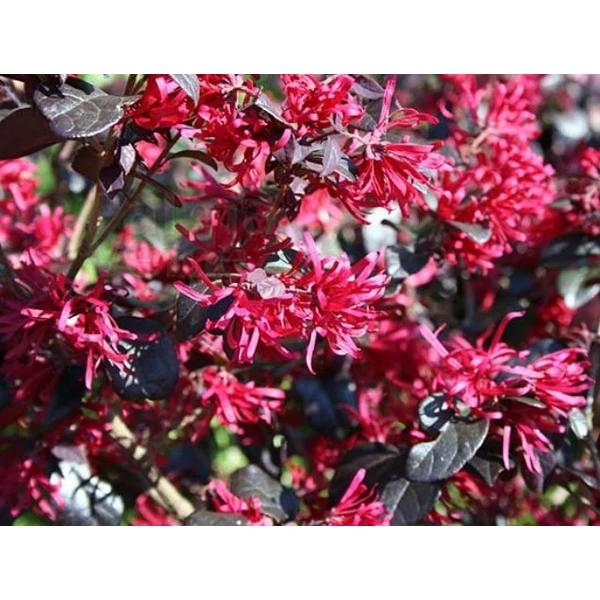 Kínai rojtosvirág   LOROPETALUM CHINENSE RUBRUM 30/35 CS20