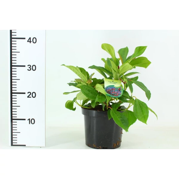 Törpe bangita   VIBURNUM DAVIDII 30/40 K3