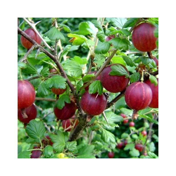 Köszméte RIBES UVA-CRISPA NIESLUCHOWSKI 40/60 K3