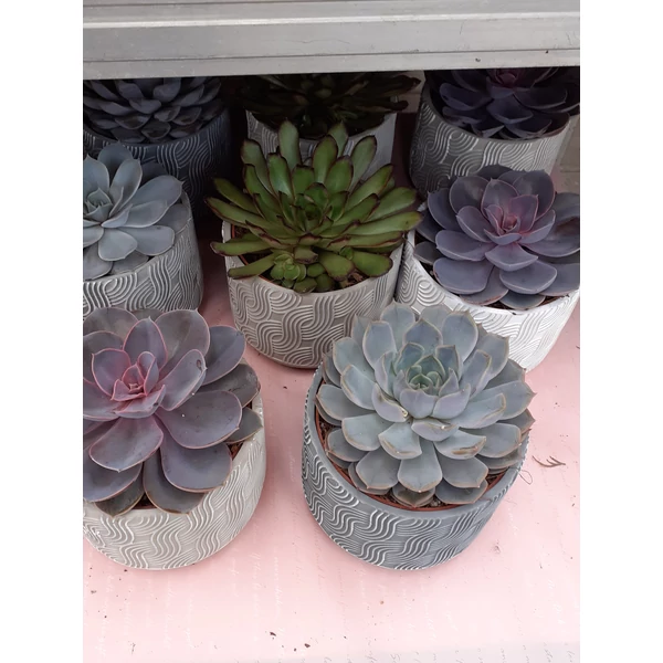 Fás kövirózsa ECHEVERIA KERÁMIÁBAN