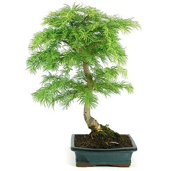 Aranyfenyő- bonsai   PSEUDOLARIX BONSAI TÁLBAN 30/35 CS20