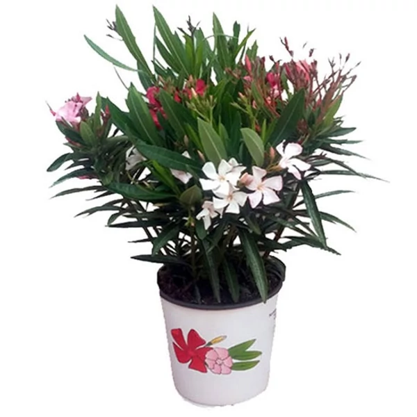 Leander   NERIUM OLEANDER TRICOLOR 50/60 K4