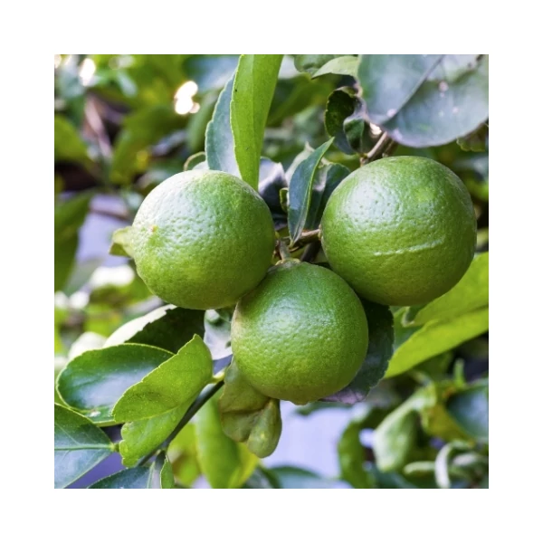 Lime, zöld citrom CITRUS LIME VERDE MINI TÖRZS K1,5