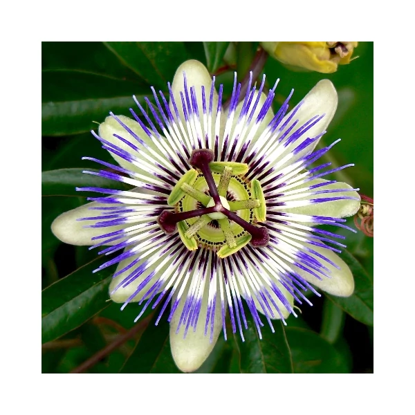 Golgotavirág   PASSIFLORA PIRAMIS 50/70CM K4