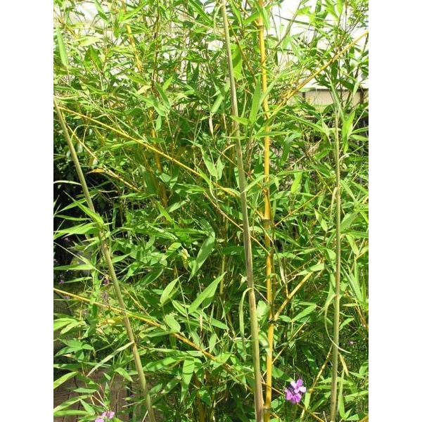 Sárgás bambusz   PHYLLOSTACHYS AUREA 150/200 K18