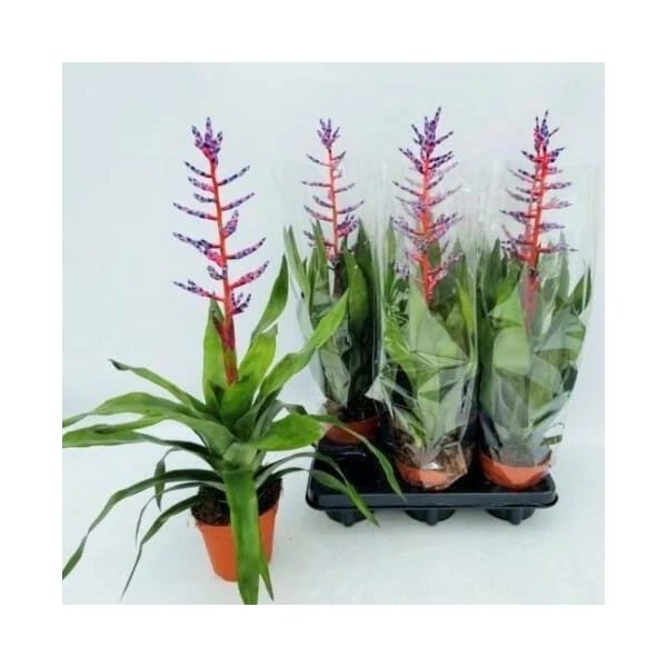 Csíkolt lándzsarózsa AECHMEA BLUE RAIN CS15