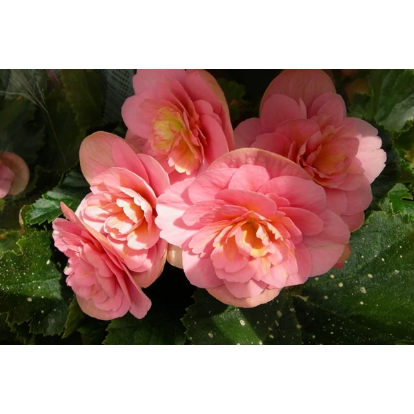 Szobai begónia BEGONIA DU CS13