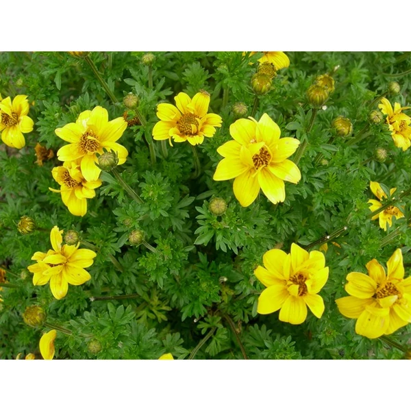 Balkon aranya BIDENS FERULIFOLIA CS9