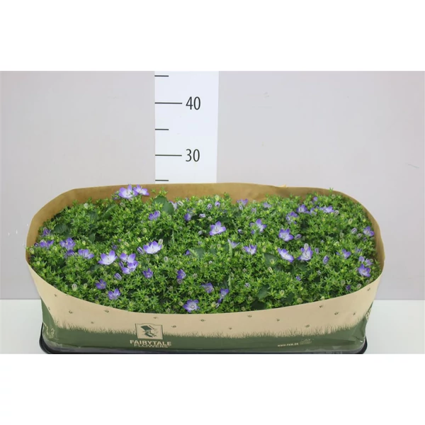 Dalmát harangvirág CAMPANULA FAJTÁK CS11