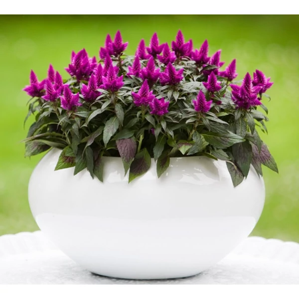 Kakastaréj CELOSIA DEEP PURPLE CS12