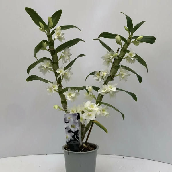 Vesszőskosbor DENDROBIUM 2 ÁGAS CS12