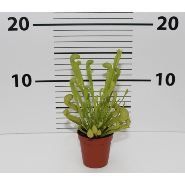 Húsevő növény FAJTÁK    