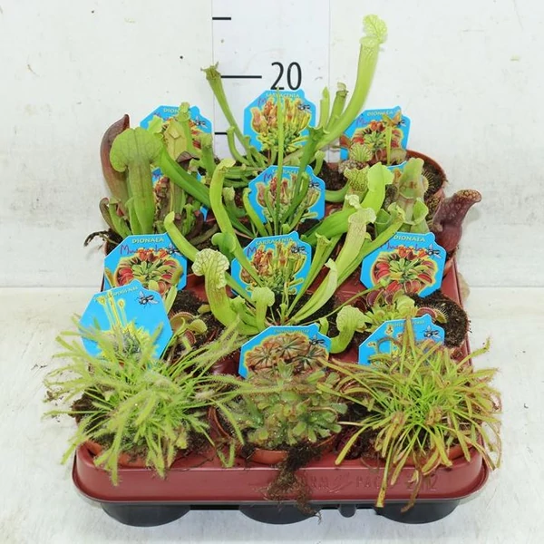 Húsevő növény FAJTÁK    