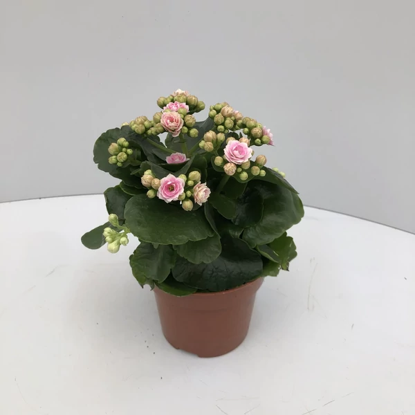 Teltvirágú korallvirág KALANCHOE CALANDIVA MIX CS15