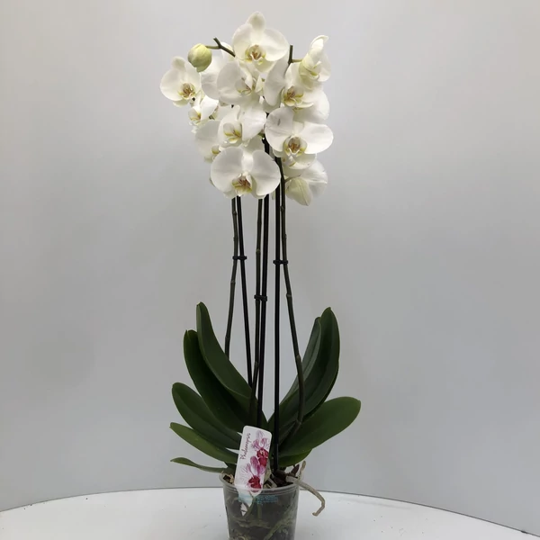 Lepkeorchidea PHALAENOPSIS 3 ÁGAS CS12