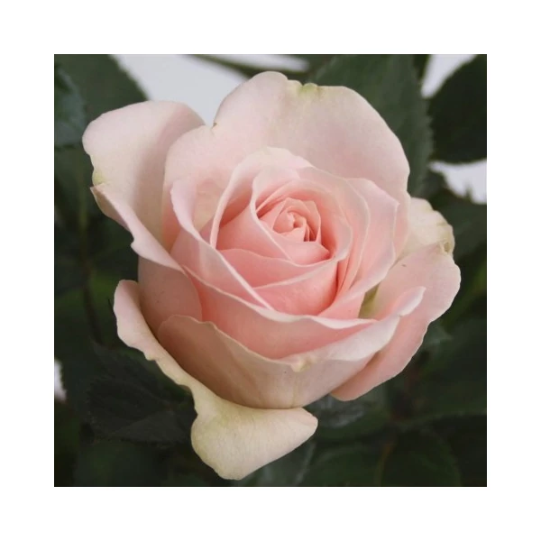 Talajtakaró rózsa ROSA TALAJTAKARÓ FAJTÁK CS14