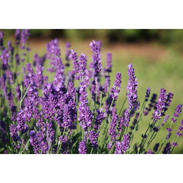 Levendula LAVANDULA INTERMEDIA EXCEPTIONAL K1,5