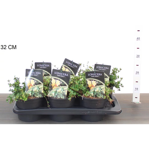 Kúszó lonc LONICERA CRASSIFOLIA LITTLE HONEY 15/20 CS17