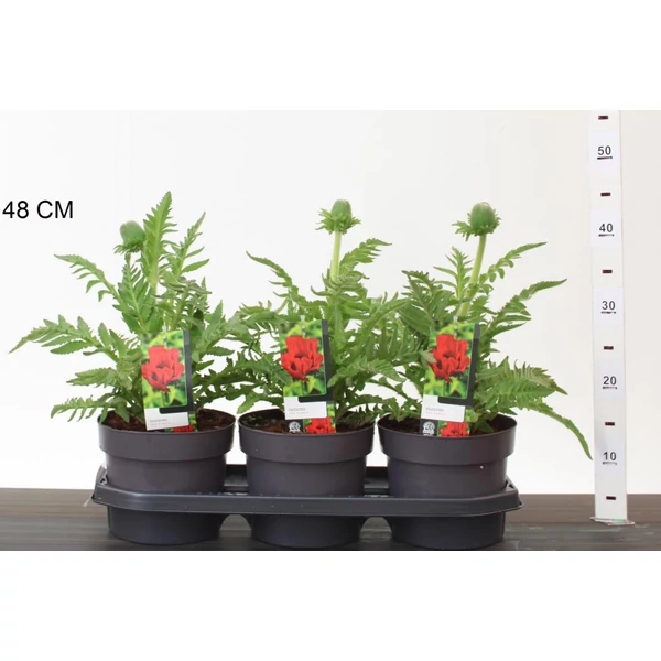 Keleti díszpipacs PAPAVER ORIENTALE RED RUMBLE K3