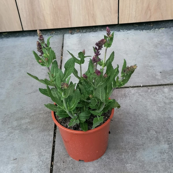 Ligeti zsálya SALVIA NEMOROSA DARK MATER CS14