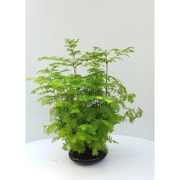 Kínai mamutfenyő METASEQUOIA BONSAI TÁLBAN CS18