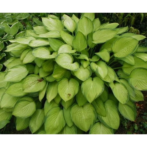 Árnyékliliom HOSTA LIBERTY K1,5