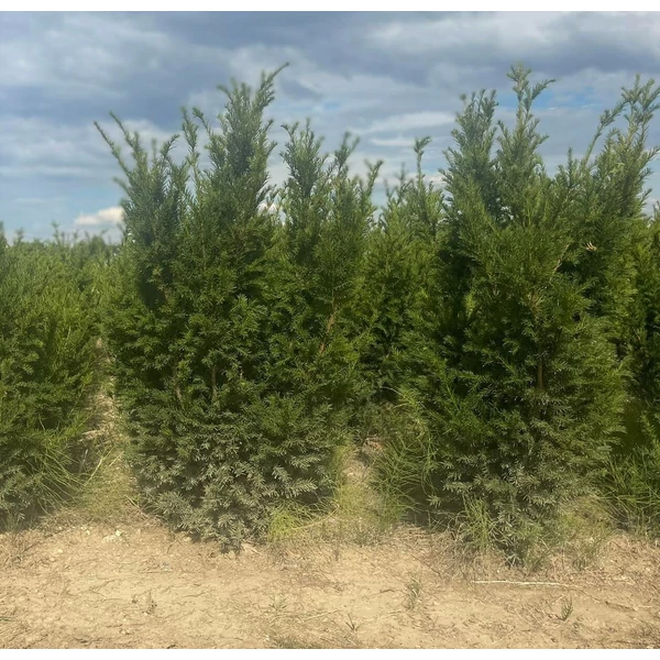 Oszlopos tiszafa TAXUS MEDIA GROENLAND 100/125*