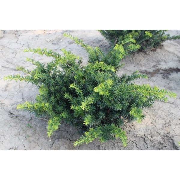 Aranylombú terülő tiszafa TAXUS BACCATA SUMMERGOLD 60/80*