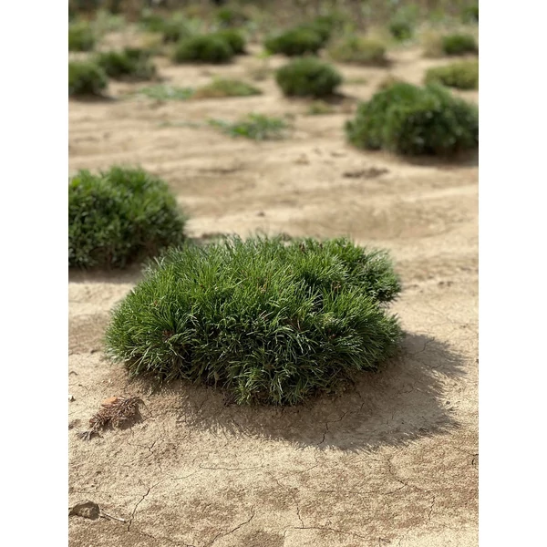 Törpefenyő PINUS MUGO PUMILIO 30/40*