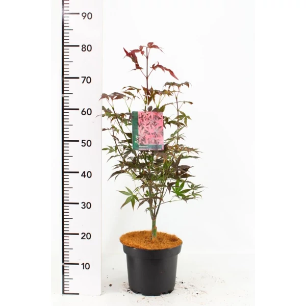 Japán juhar   ACER PALMATUM BLOODGOOD 50/60 K4