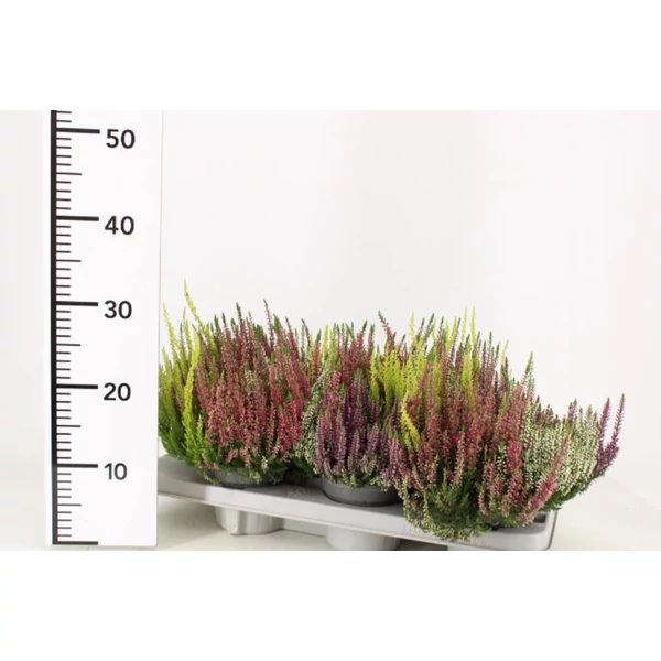 Csarab    CALLUNA VULGARIS BEAUTY LADIES QUATTRO 20/25 CS13