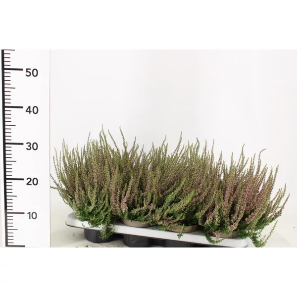 Csarab    CALLUNA VULGARIS GARDEN GIRLS 20/25 CS12