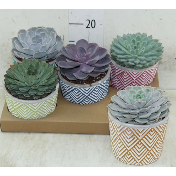 Fás kövirózsa ECHEVERIA KERÁMIÁBAN CS13