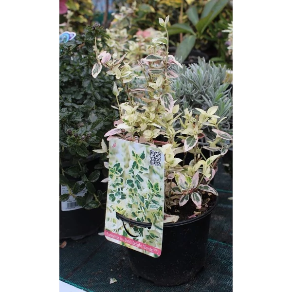 Repkény kecskerágó   EUONYMUS FORTUNEI DANS DELIGHT 20/25 K2