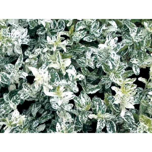 Repkény kecskerágó   EUONYMUS FORTUNEI HARLEQUIN 20/+ CS17