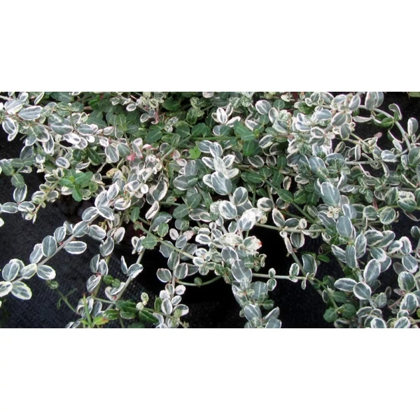 Repkény kecskerágó   EUONYMUS FORTUNEI SILVER CARPET 15/20 CS15