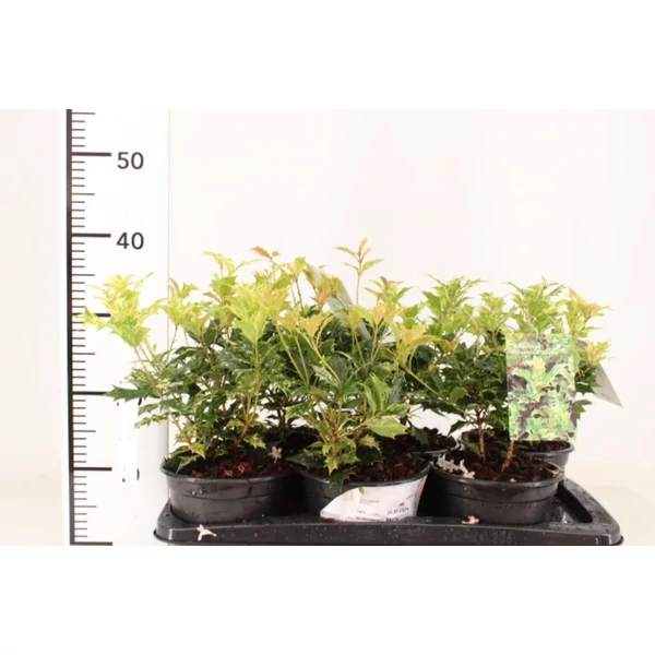 Felemáslevelű illatcserje   OSMANTHUS HETEROPHYLLUS GOSHIKI 20/25 K2