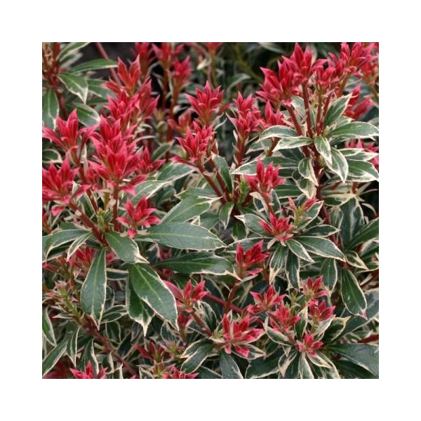 Japán babérhanga   PIERIS JAPONICA LITTLE HEATH 20/30 K2