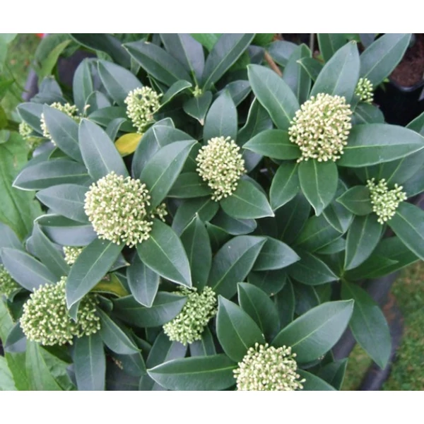 Japán dérbabér   SKIMMIA JAPONICA FRAGRANT CLOUD 20/25CM K1,5