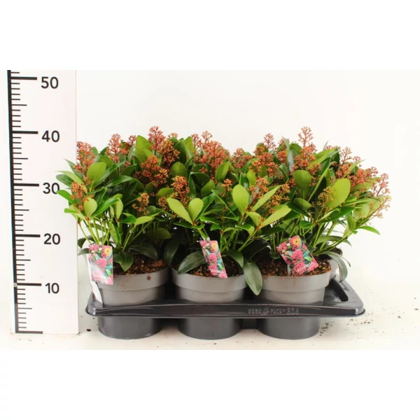 Japán dérbabér   SKIMMIA JAPONICA RUBELLA 40/+ CS17