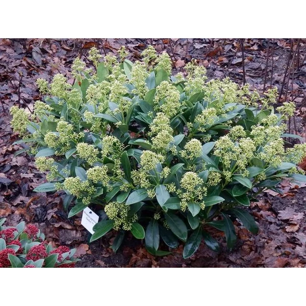 Japán dérbabér   SKIMMIA JAPONICA FINCHY 20/25 CS17