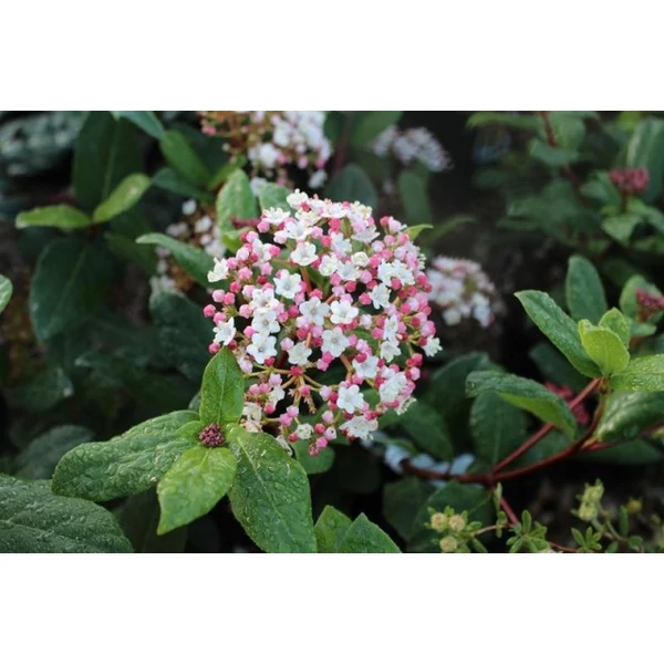 Téli bangita   VIBURNUM TINUS GWENLLIAN 30/40 K5