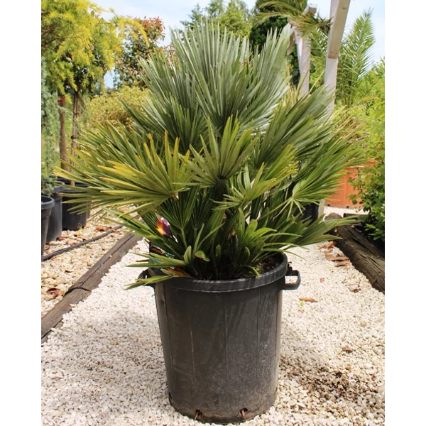 Törpe lószőrpálma CHAMAEROPS HUMILIS COMPACTA K30
